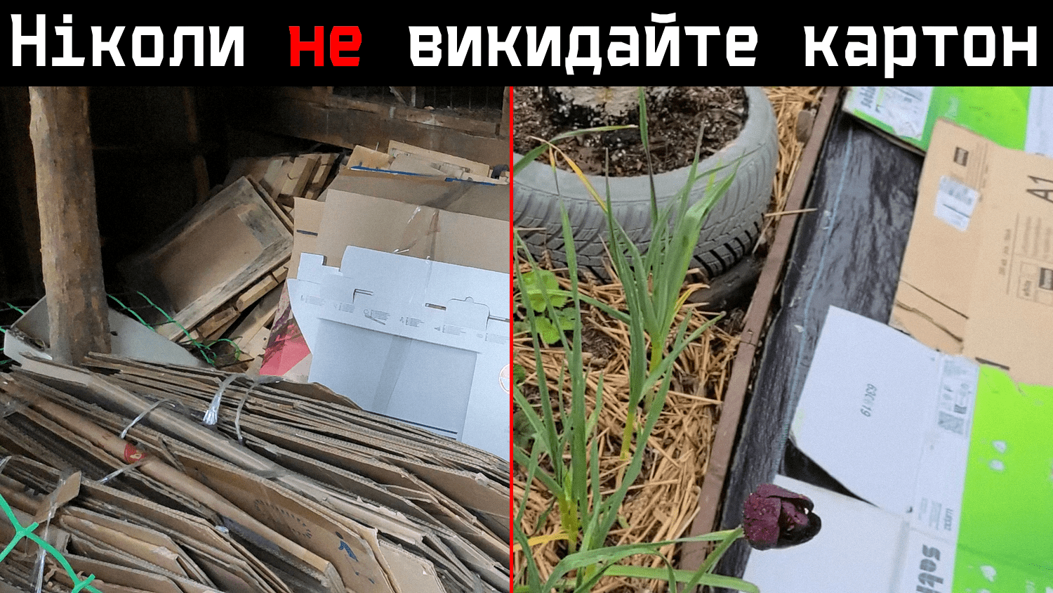 Садівники показали, як використати старі картонні коробки з користю